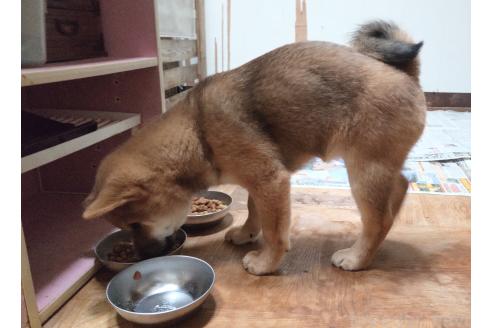 成約済の秋田県の柴犬-358219の3枚目